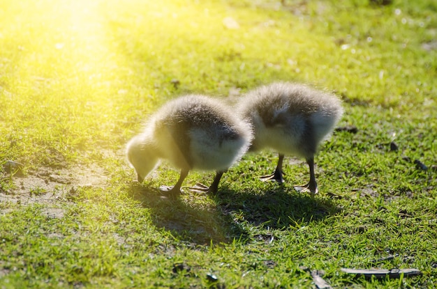 Canada goose bird