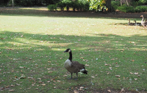 캐나다 기러기 Branta canadensis Aves 새의 동물