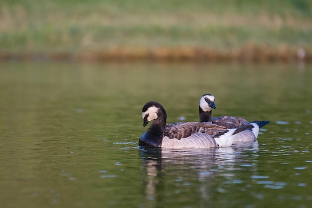 Canada Goose branta canadensis in the wild