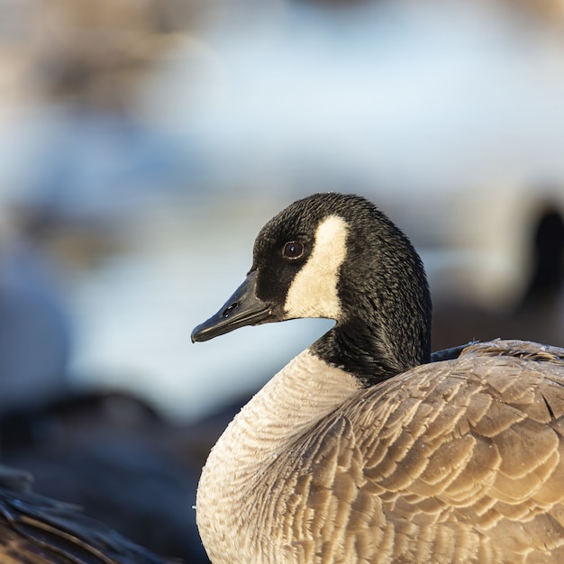 Canada goose close up