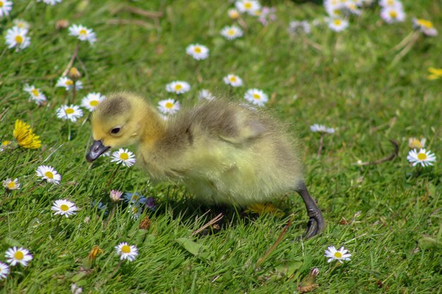 カナダのガチョウの幼虫がデイジー畑にいる