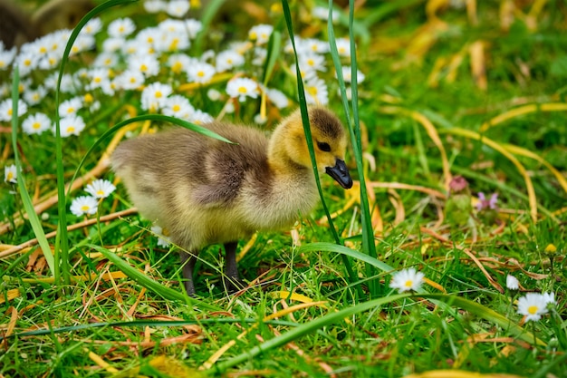 Canada goose goslings