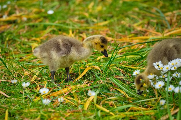 Canada goose goslings