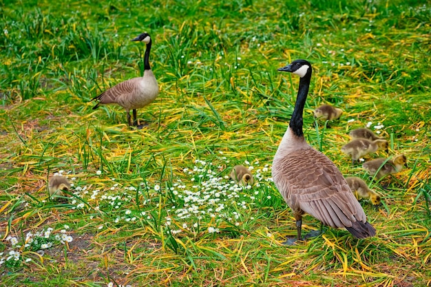 Canada goose goslings