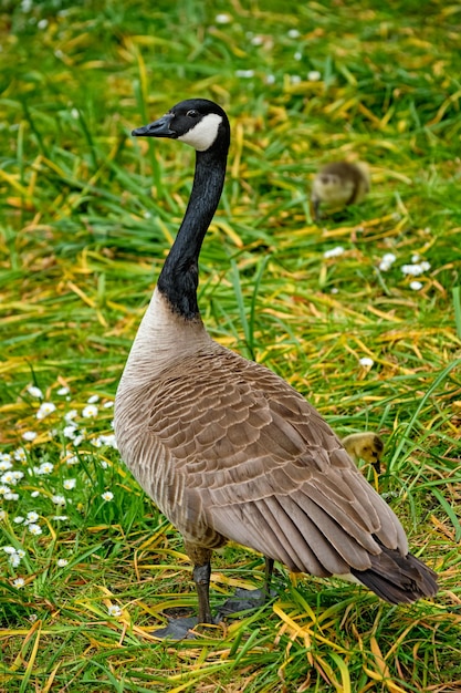 Canada goose goslings