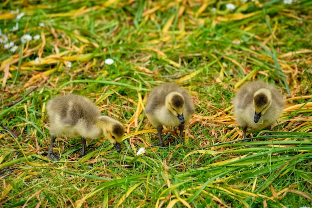 Canada goose goslings