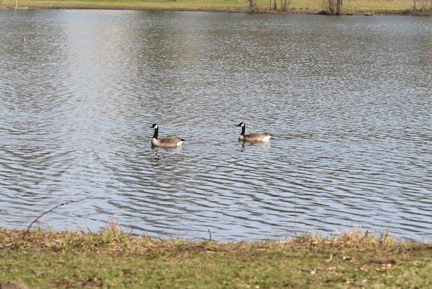 Canada goose in the lake on a warm spring day