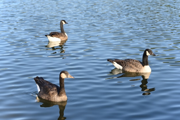 Canada goose in the lake on a warm summer day