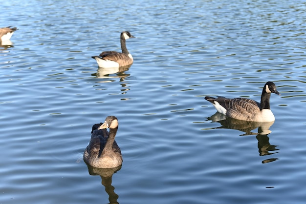 Canada goose in the lake on a warm summer day