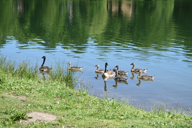 Canada goose and offspring in the lake on a warm summer day