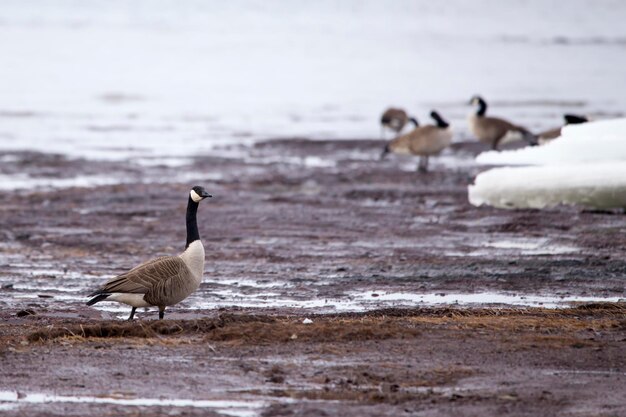 写真 冬の終わりに他の鳥と一緒に泥だらけの川岸に誇らしげに立っているカナダのガチョウ