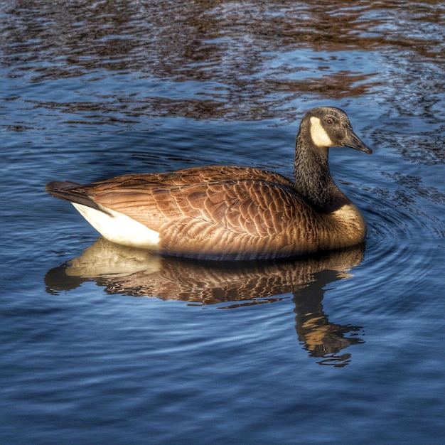 Foto un'oca canadese che nuota nel lago