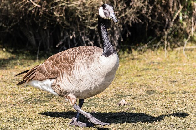 写真 カナダガチョウ