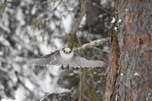 Foto canada jay in volo