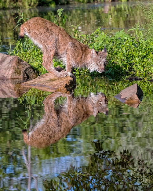 岩の上に立っているカナダオオヤマネコ