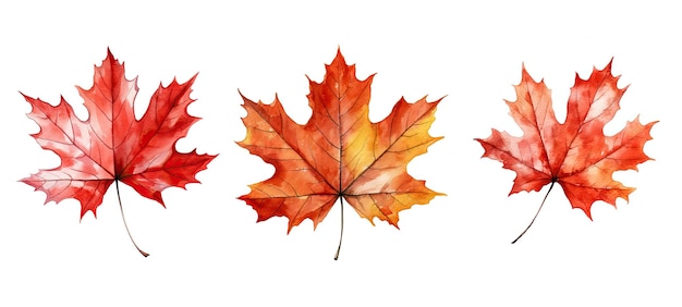 Canada maple leaf watercolor ai generated canadian icon fall flag symbol silhouette canada maple leaf watercolor illustration
