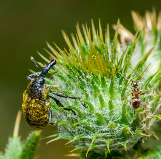 Photo canada thistle bud weevil