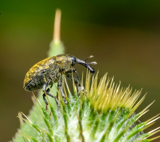 Photo canada thistle bud weevil