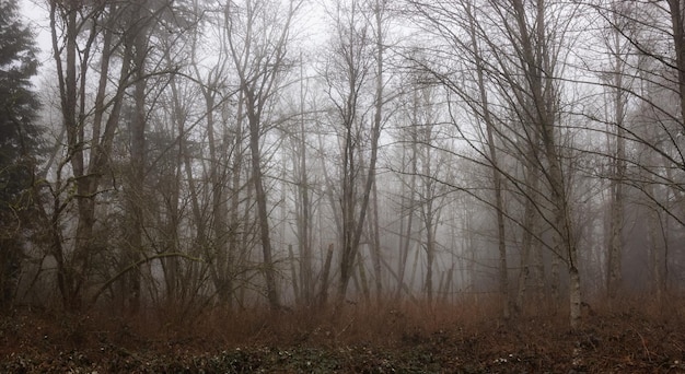 Canadees regenwoud met groene bomen Vroege ochtendmist in het winterseizoen