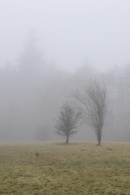 Canadees regenwoud met groene bomen Vroege ochtendmist in het winterseizoen