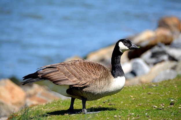 Canadese gans aan de oever van het meer