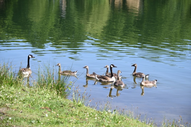 Canadese gans en kroost in het meer op een warme zomerdag