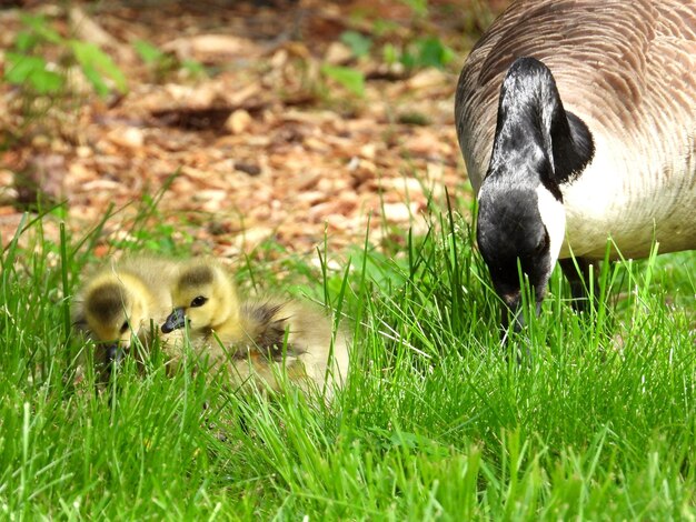 Foto canadese gans moeder en 2 gansjes