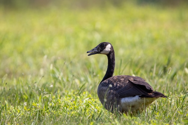 Canadese gans op een groen veld