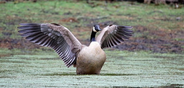 Canadese gans strekt zijn vleugels uit op het meer