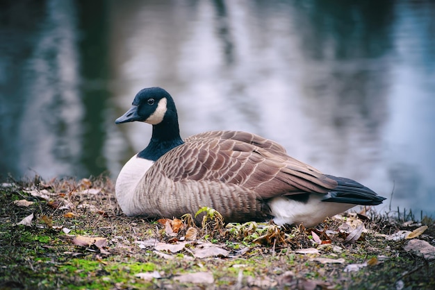 Canadese gansvogel