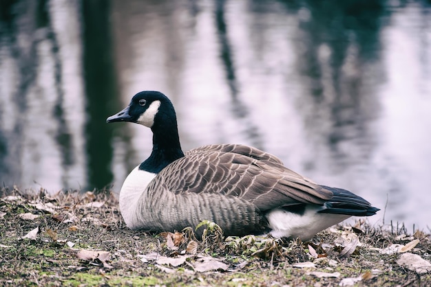 Canadese gansvogel