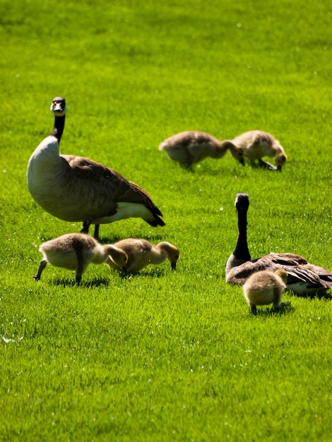 Canadese ganzen op groen gras.