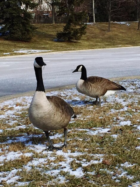 Canadese ganzen op het veld bij het meer in de winter