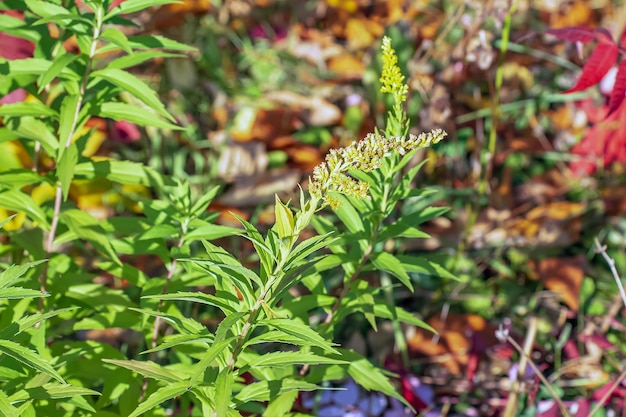 Canadese goudstok of Solidago canadensis Het heeft antispasmodische, diuretische en ontstekingsremmende effecten