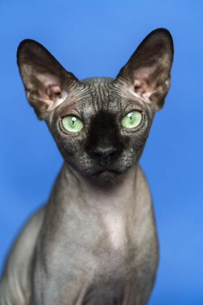 Canadese sphynx kat close-up portret van slimme kat op blauwe achtergrond vooraanzicht kijken camera