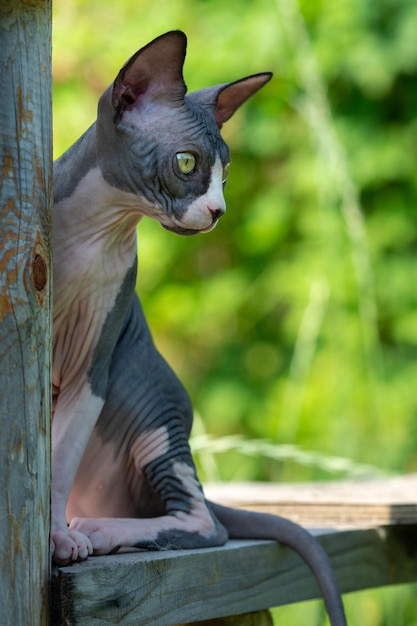 Canadese tweekleurige kitten zit hoog op houten planken op de speelplaats en kijkt angstig naar beneden