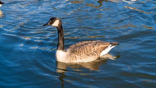 Canadia goose geese in lake low level eye line water line view marco close up on lake