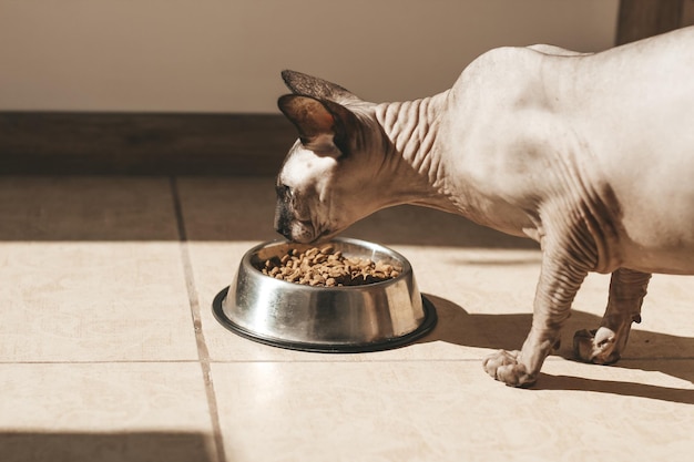 Canadian bald sphynx cat with blue eyes eats dry food