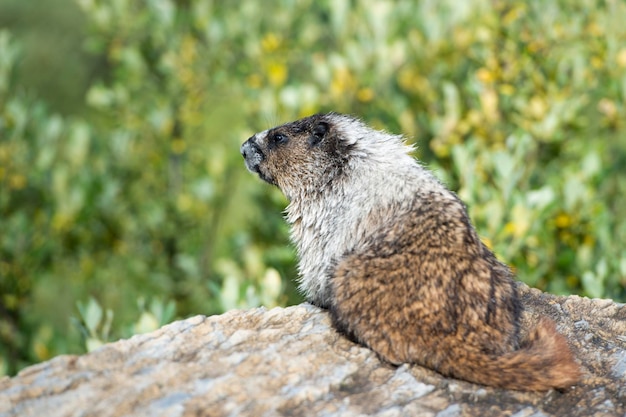 Canadian brown and white Marmot Portrait