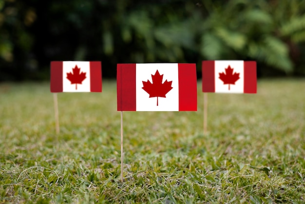 canadian flags in grass