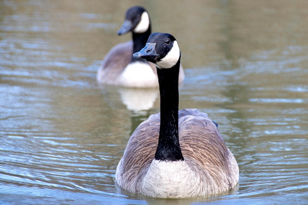 Канадские гуси Branta canadensis на озере