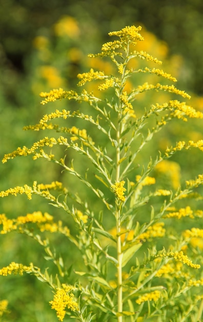 Canadian goldenrod