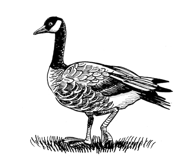 Canadian goose bird. Ink black and white drawing