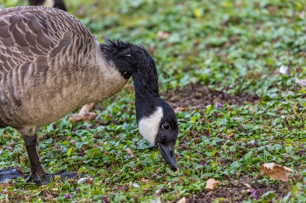 Foto un'oca canadese nel parco