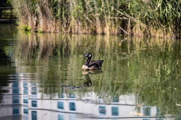 Canadian goose swim along in the lake in the park