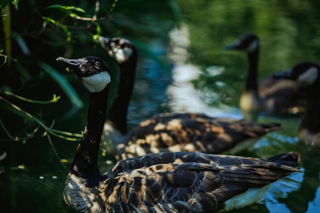 美しい色の湖で泳ぐカナダのガチョウ