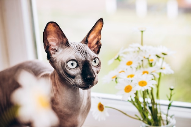 Canadian hairless cat sphinx and blooming daisies