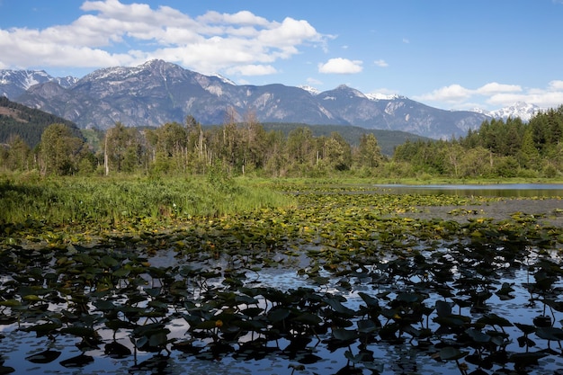 Canadian nature landscape view during a sunny day