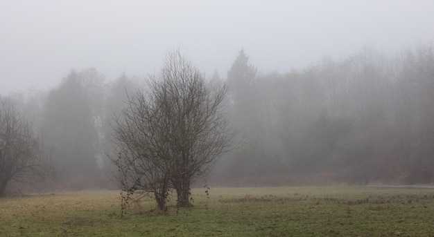 Canadian rain forest with green trees Early morning fog in winter season