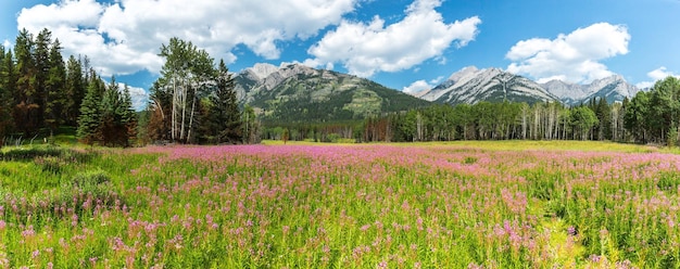 Canadian Rockies panorama in summer at th banff national park